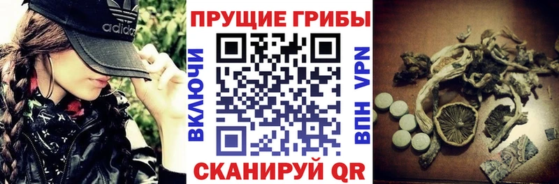 Псилоцибиновые грибы Psilocybine cubensis  Сланцы 