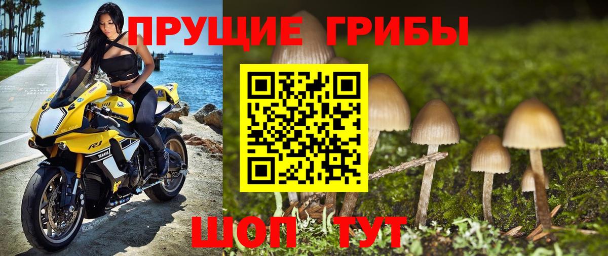 Сланцы  Псилоцибиновые грибы Psilocybe  Вход с VPN 